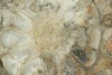 Petrified Seed Fern (Rhexoxylon) Slab - Zimbabwe #124228-1